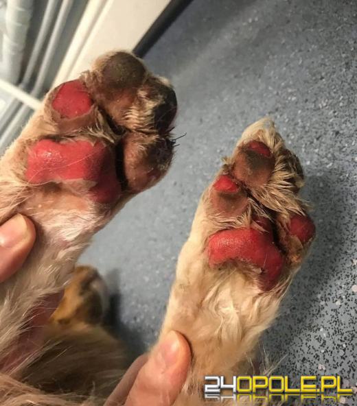 Jest bardzo gorąco. Miłośnicy zwierząt ostrzegają 