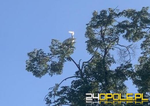 Pelikan uciekł z opolskiego Zoo. Na "giganta" wybrał się na Wyspę Bolko