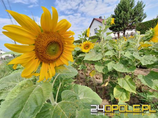 Samoobsługowy "sklep" ze słonecznikami w szczytnym celu