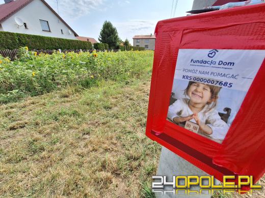 Samoobsługowy "sklep" ze słonecznikami w szczytnym celu