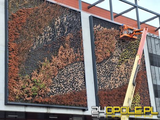 Trwa wymiana "zielonych ścian" na budynku Centrum Przesiadkowego Opole Główne