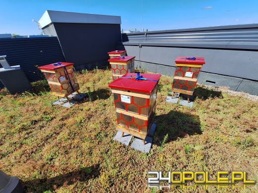 W "nowym Ratuszu" zamieszkały pszczoły. Ule są zrobione z...bębnów od pralek