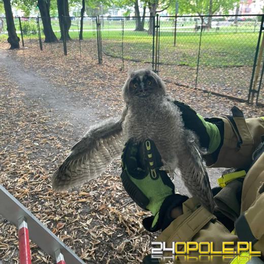 Nietypowe interwencje strażaków - pomagali zwierzętom 