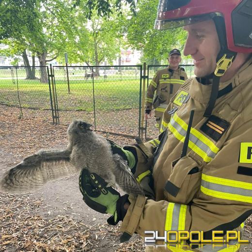 Nietypowe interwencje strażaków - pomagali zwierzętom 