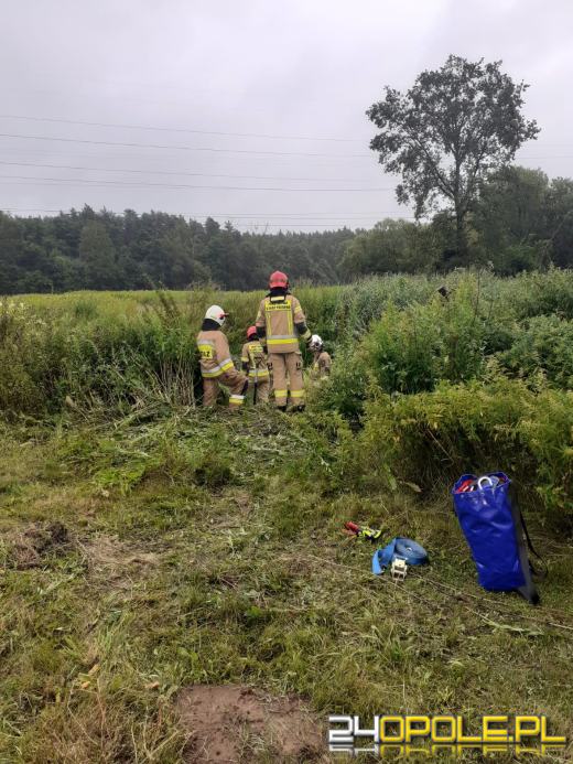 Nietypowe interwencje strażaków - pomagali zwierzętom 