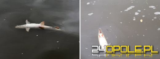 Znowu śnięte ryby w Odrze. Pilny komunikat Wód Polskich