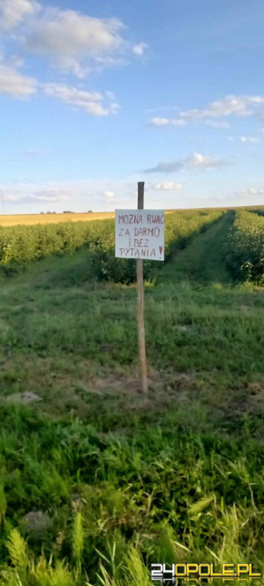Rolnikom nie opłaca się zbierać. Na polach stawiają specjalne tablice