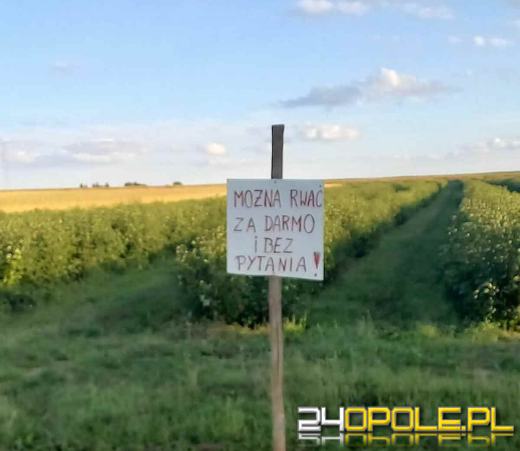 Rolnikom nie opłaca się zbierać. Na polach stawiają specjalne tablice