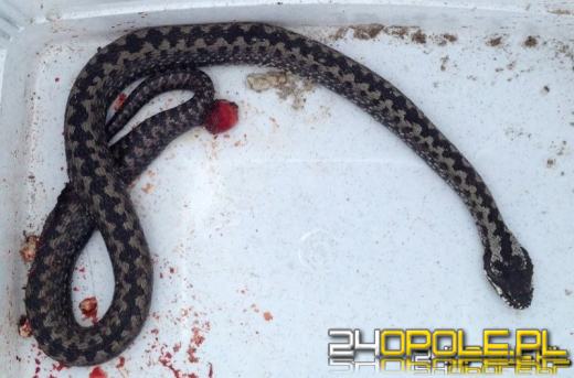 Strażacy otrzymali zgłoszenie, że do budynku weszła żmija