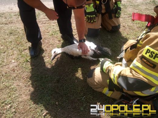 Bocian w tarapatach. Pomogli strażacy 