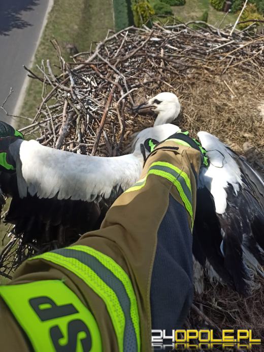 Bocian w tarapatach. Pomogli strażacy 
