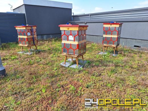 Zebrano pierwszy miód z Pasieki w CUP