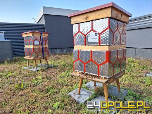 Zebrano pierwszy miód z Pasieki w CUP