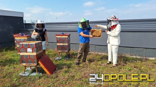 Zebrano pierwszy miód z Pasieki w CUP