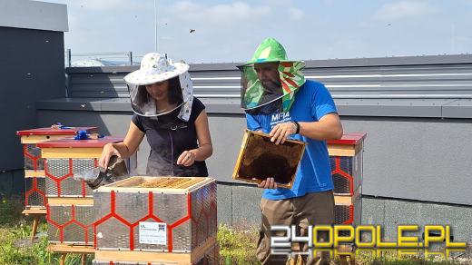 Zebrano pierwszy miód z Pasieki w CUP