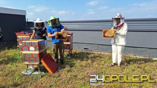 Zebrano pierwszy miód z Pasieki w CUP