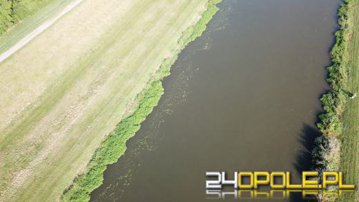 Odra i Kanał Ulgi zazieleniły się