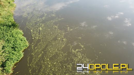 Odra i Kanał Ulgi zazieleniły się