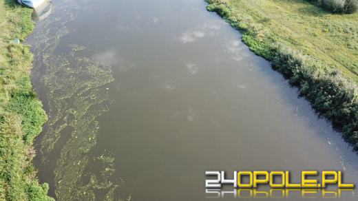 Odra i Kanał Ulgi zazieleniły się