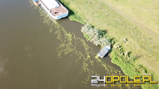 Odra i Kanał Ulgi zazieleniły się