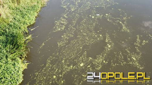 Odra i Kanał Ulgi zazieleniły się