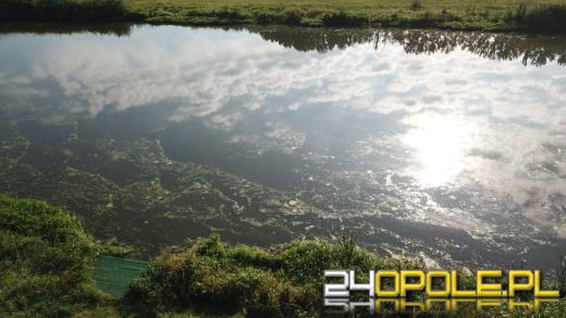 Odra i Kanał Ulgi zazieleniły się