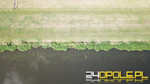 Odra i Kanał Ulgi zazieleniły się