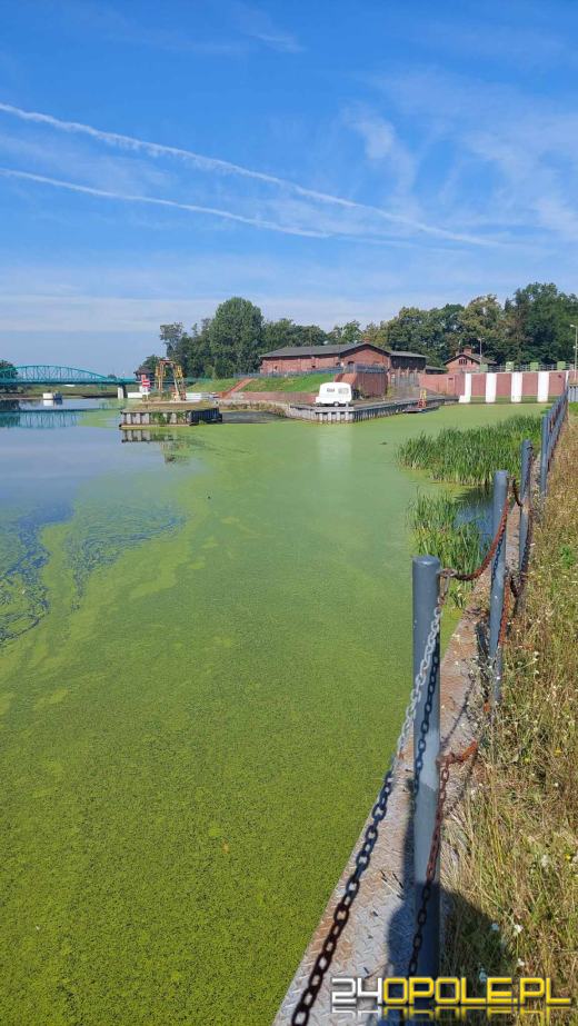 Odra i Kanał Ulgi zazieleniły się