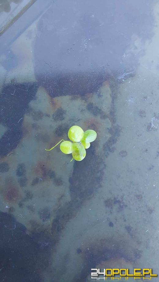 Odra i Kanał Ulgi zazieleniły się