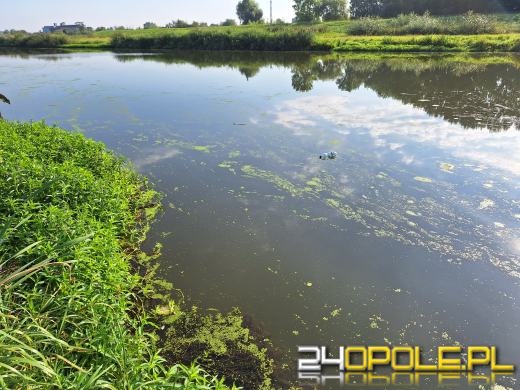 Odra i Kanał Ulgi zazieleniły się