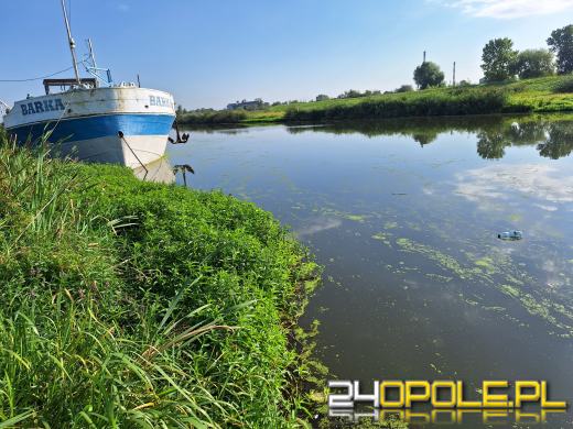 Odra i Kanał Ulgi zazieleniły się