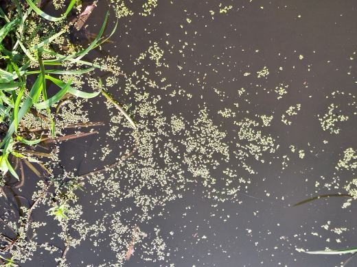 Odra i Kanał Ulgi zazieleniły się