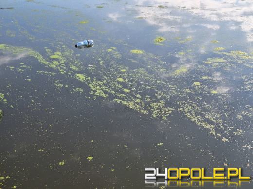 Odra i Kanał Ulgi zazieleniły się