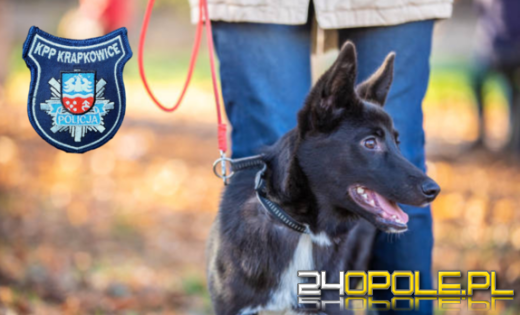 Husky zagryzł kota - apelujemy do właścicieli psów o ostrożność!