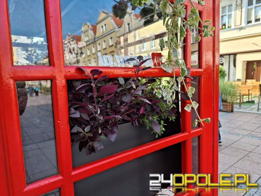 Londyński akcent opolskiego rynku nową "donicą" na kwiaty