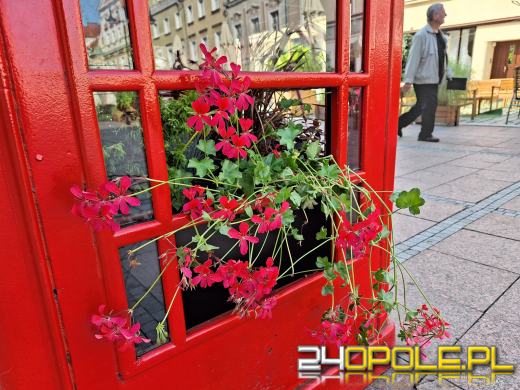 Londyński akcent opolskiego rynku nową "donicą" na kwiaty