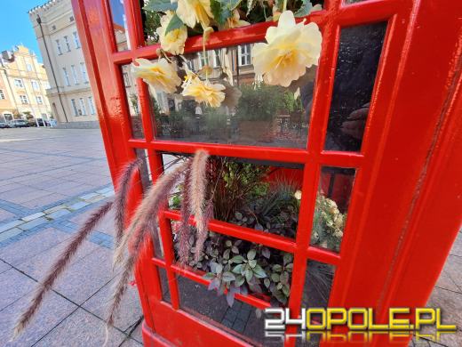 Londyński akcent opolskiego rynku nową "donicą" na kwiaty