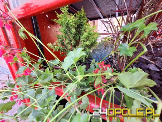 Londyński akcent opolskiego rynku nową "donicą" na kwiaty