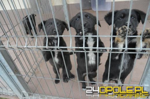 Zwierzaki ze schroniska mają mało zapasów. Placówka prosi o wsparcie