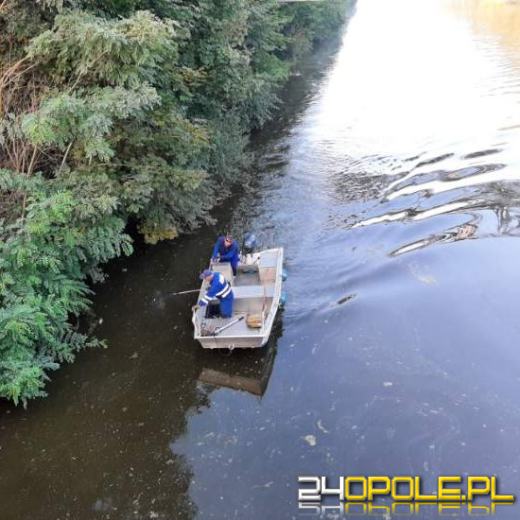 W kilka dni wyłowiono około 150 kg śniętych ryb. Znów pojawił się problem w regionie
