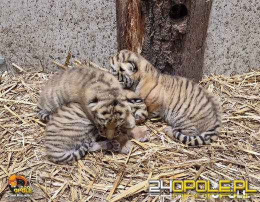 W opolskim zoo przyszły na świat 3 tygrysy!