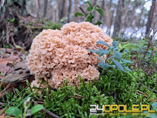 Wybierając się do lasu pomyśl o swoim bezpieczeństwie