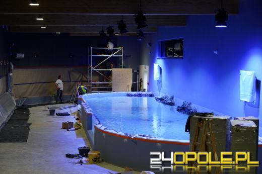 Wielkie akwarium w opolskim zoo niemal gotowe. Ryby muszą się zaadaptować