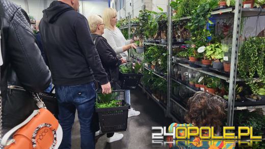 Trwa Festiwal Roślin. Tłumy w Toyota Parku!