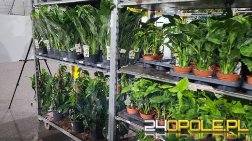 Trwa Festiwal Roślin. Tłumy w Toyota Parku!