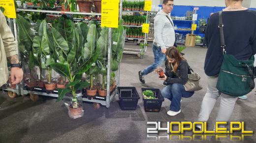 Trwa Festiwal Roślin. Tłumy w Toyota Parku!