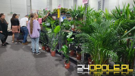 Trwa Festiwal Roślin. Tłumy w Toyota Parku!