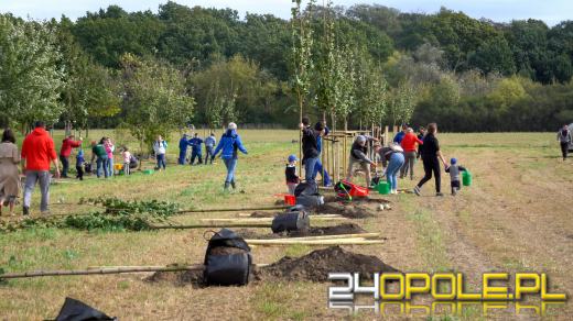Mieszkańcy miasta posadzili 100 drzew