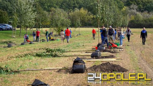 Mieszkańcy miasta posadzili 100 drzew