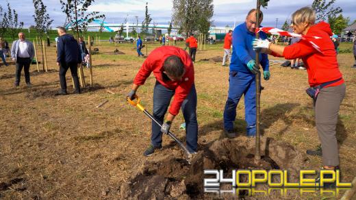Mieszkańcy miasta posadzili 100 drzew